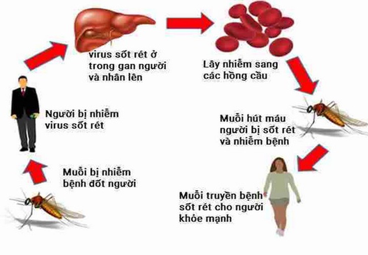 Cạnh tranh giữa các loài ký sinh trùng sốt rét