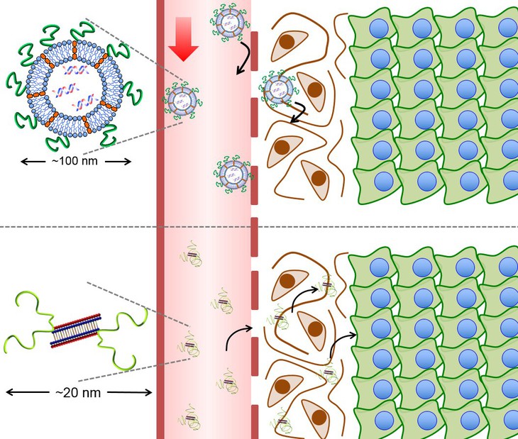 Nanomedicine và hàng rào sinh học của cơ thể