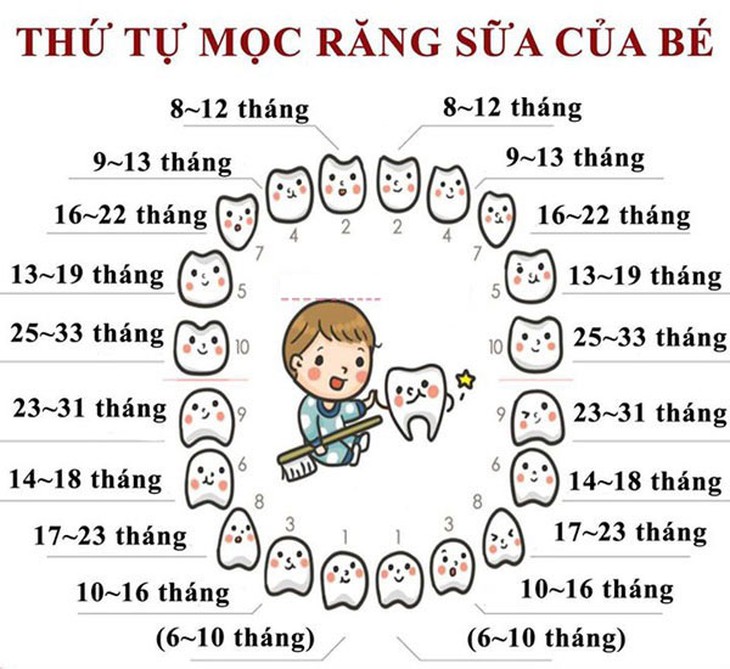 Một chiếc răng sữa mọc trong bao lâu?
