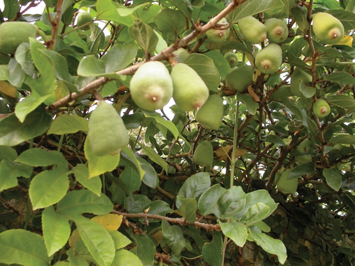Vương bất lưu hành 