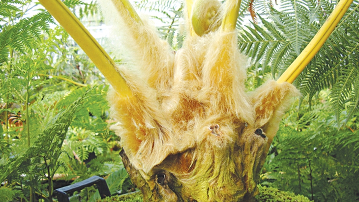 Cẩu tích