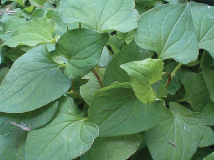 Đại dịch Covid-19