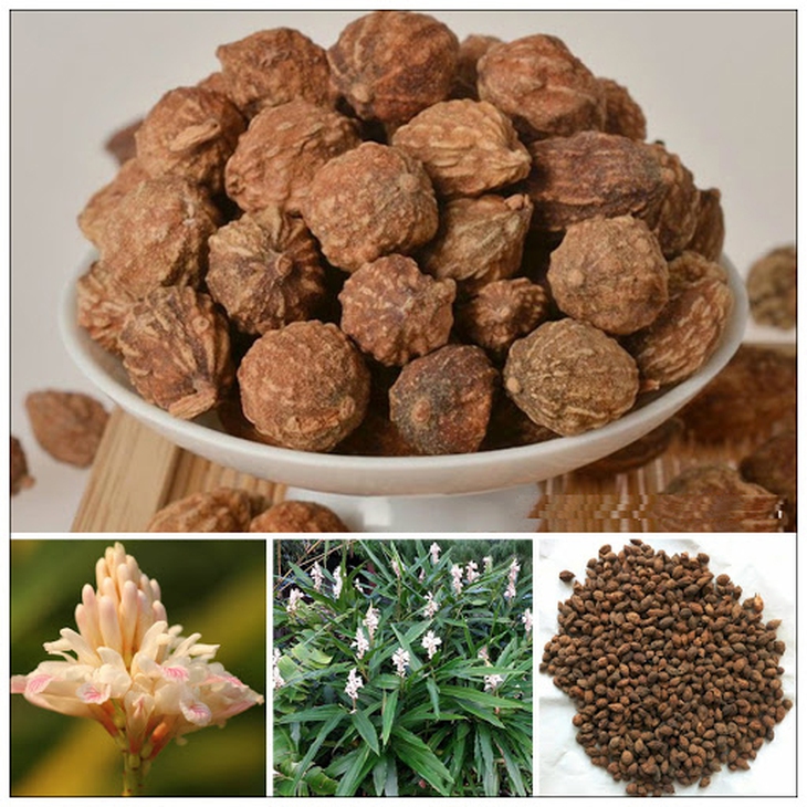 Đắp thuốc trị chứng đái dầm ở trẻ