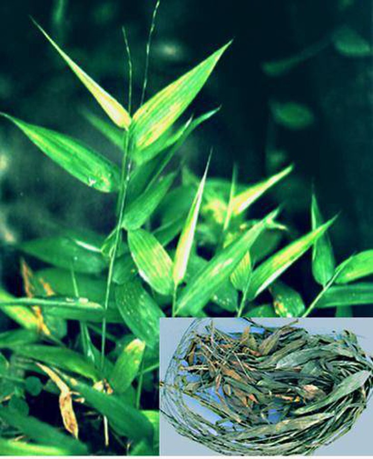 Đạm trúc diệp