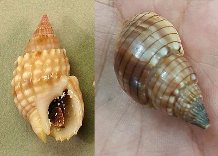 ngộ độc hải sản lạ