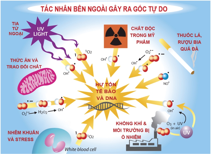 Bổ sung chất chống oxy hóa  thế nào cho an toàn?