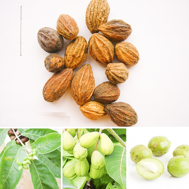 Quả chiêu liêu hồng