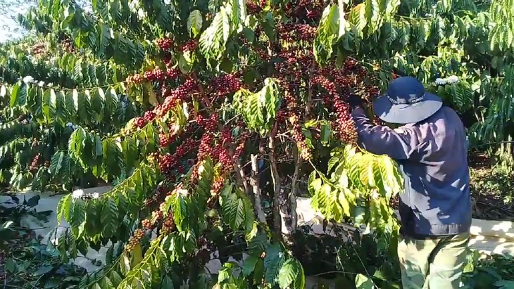  trộm cắp cà phê