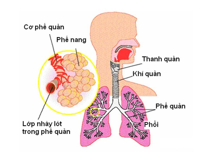Thuốc từ cây thiên môn 
