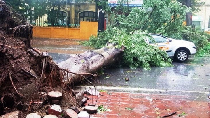 1 cụ bà chết vì cây đổ đè vào người, mưa dông tiếp diễn khắp cả nước