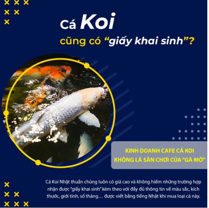 Kinh doanh cafe cá Koi - Không phải là sân chơi của những 'gà mờ'