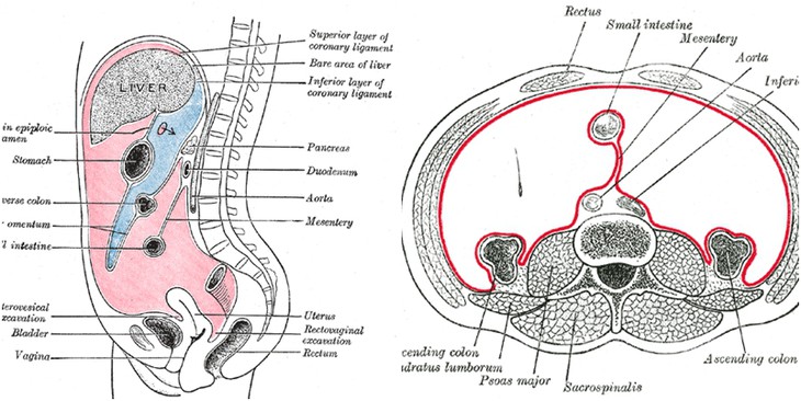 Phát hiện cơ quan mới giúp điều trị bệnh vùng ổ bụng