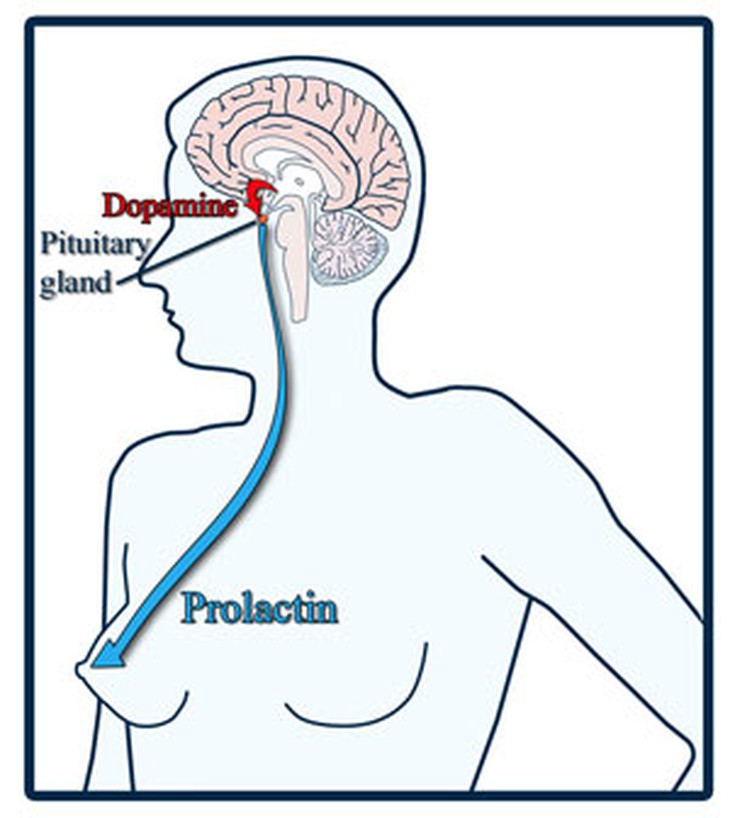 Hormon prolactin tăng cao ngay sau khi quan hệ tình dục