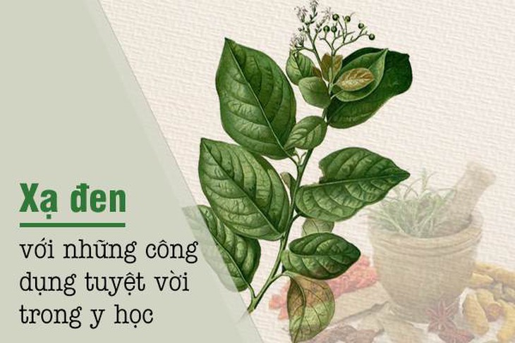 Công dụng tuyệt vời của xạ đen trong y học- Ảnh 1.
