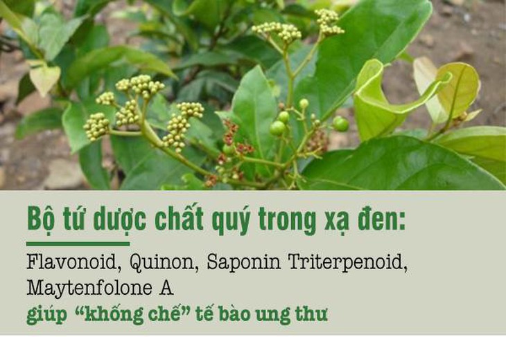 Công dụng tuyệt vời của xạ đen trong y học- Ảnh 2.
