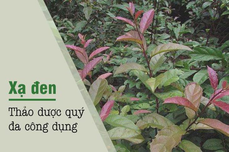 Công dụng tuyệt vời của xạ đen trong y học- Ảnh 3.
