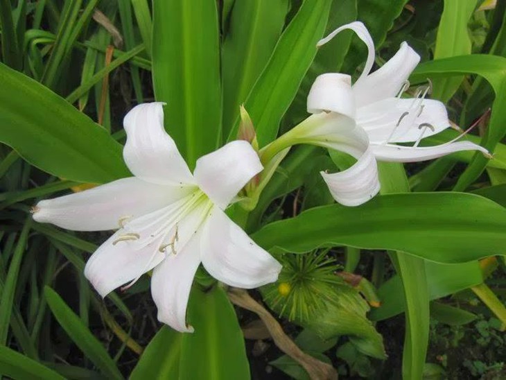 image004