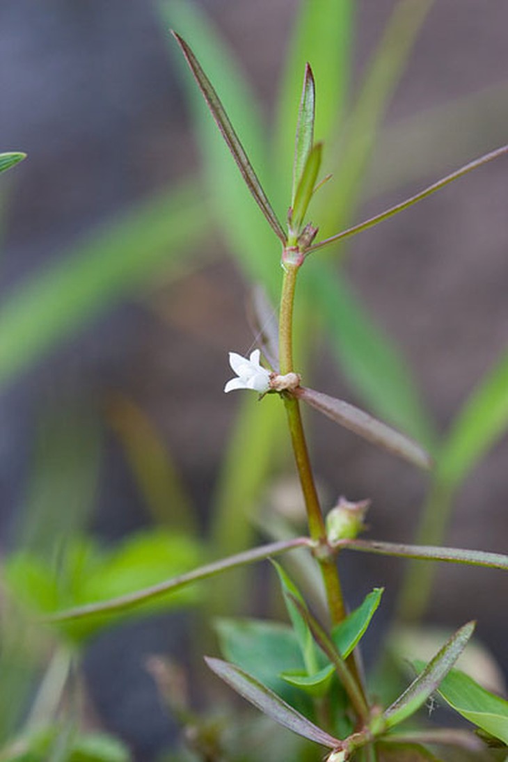 Thuốc hay từ cây lưỡi rắn 2