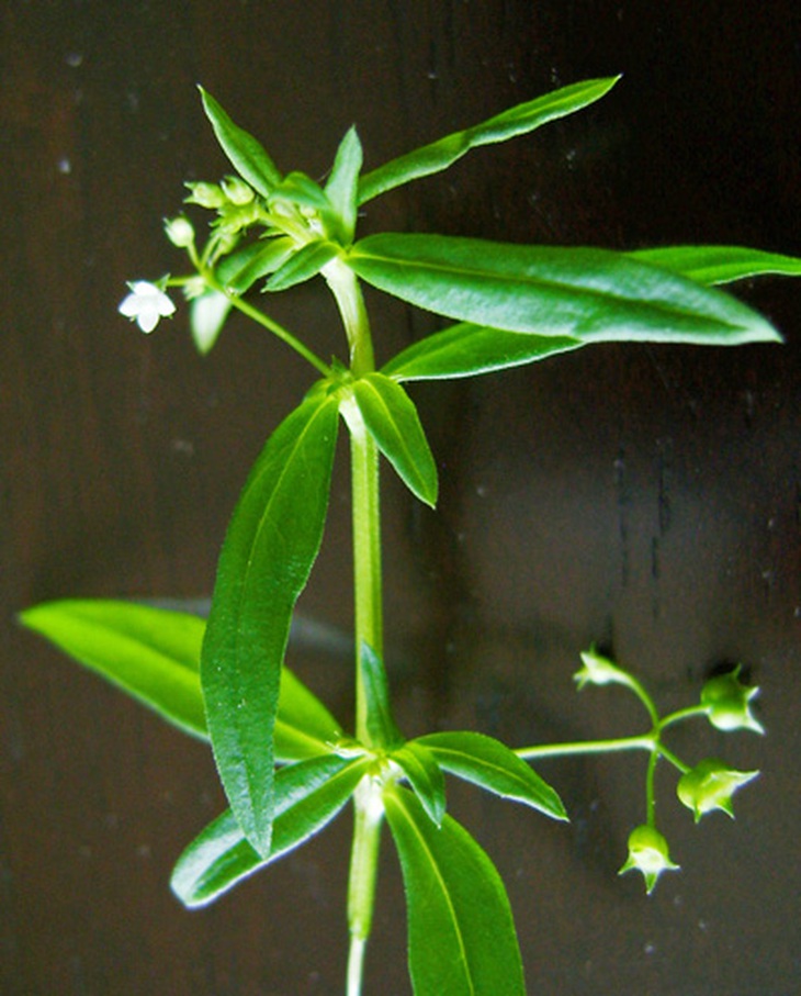 Thuốc hay từ cây lưỡi rắn 1