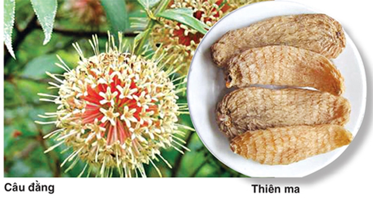Điều trị và phòng ngừa biến chứng đái tháo đường 1