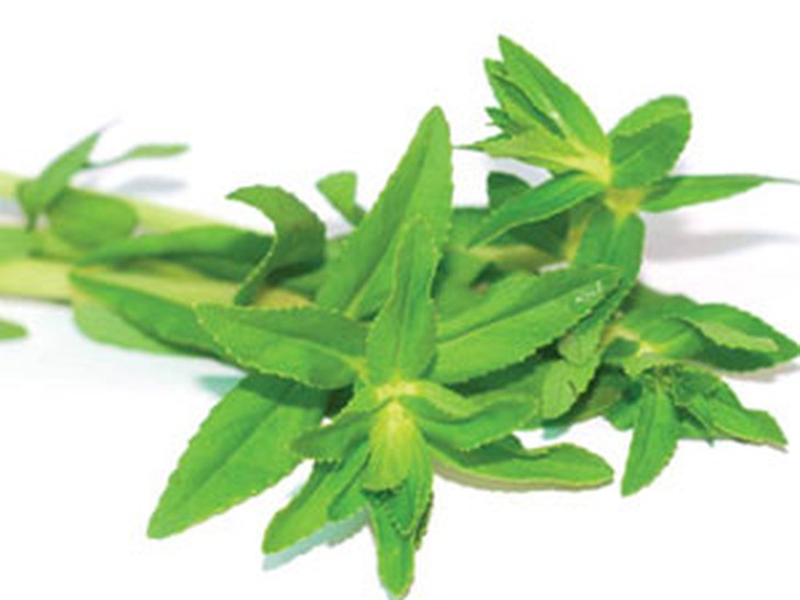 Rau ngổ - quà tặng của thiên nhiên cho 1