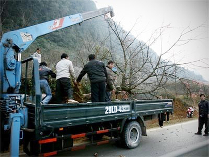 Đào mốc, mai rừng đang cạn kiệt 1
