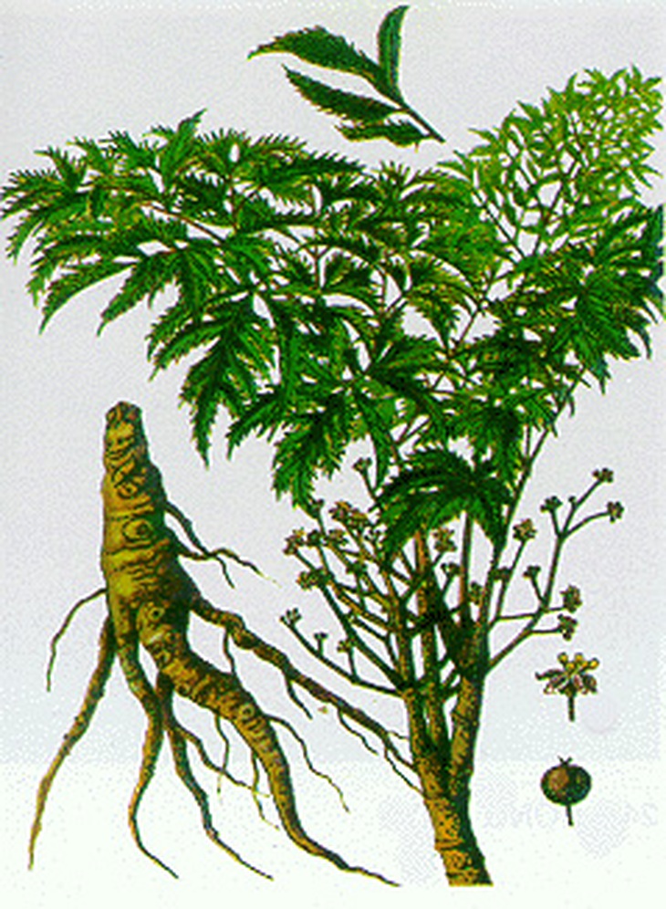 Bài thuốc trị nhược cơ 1