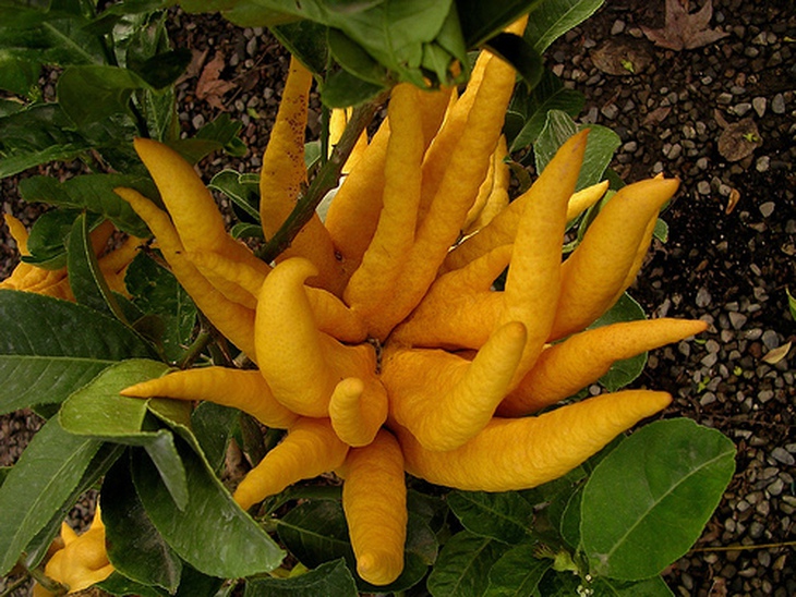 Phật thủ làm thuốc 1