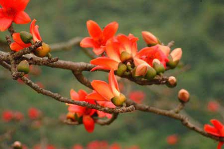 Vị thuốc từ vỏ thân cây gạo 1