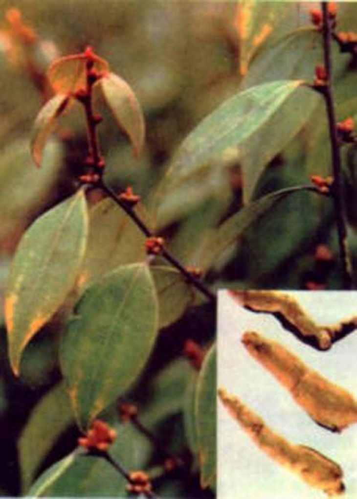 Thuốc Nam trị thống kinh 1