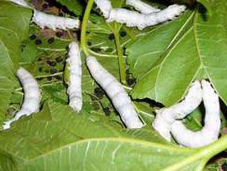 Ngài tằm, sáp tinh tráng dương 1