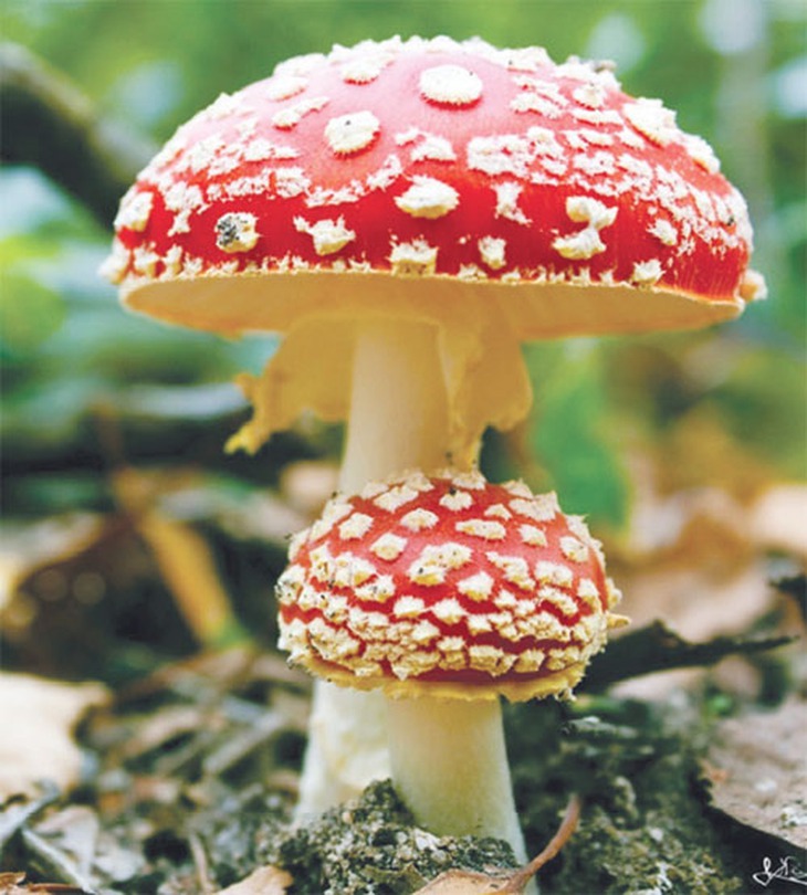 Ngộ độc nấm ngày càng nhiều 1