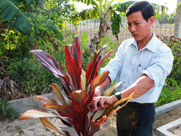 Huyết dụ tốt trong các chứng chảy máu 1