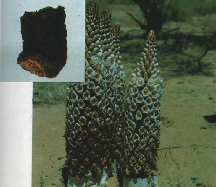 Nhục thung dung - Bổ thận, trợ dương 1