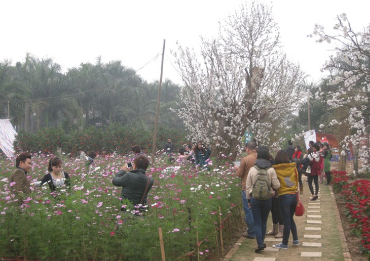 Háo hức đi xem hoa đào giả như thật 2