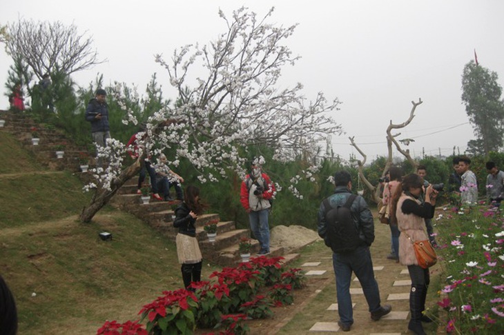 Háo hức đi xem hoa đào giả như thật 3