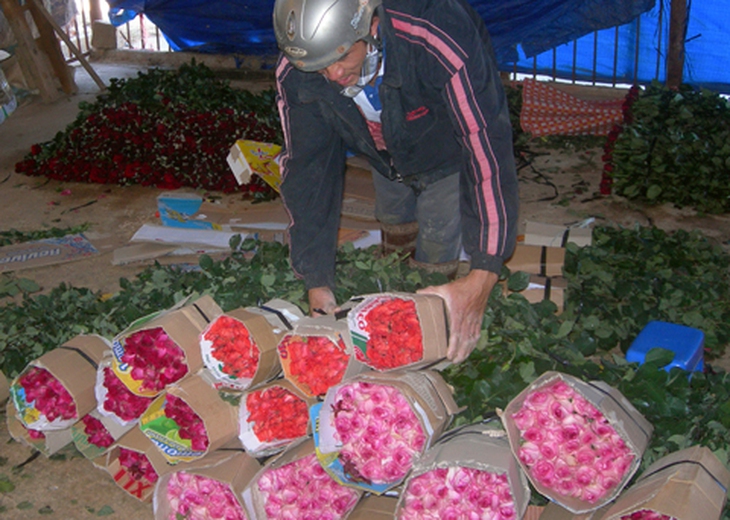 Bỏ Tết để cắt hoa phục vụ Valentine 1