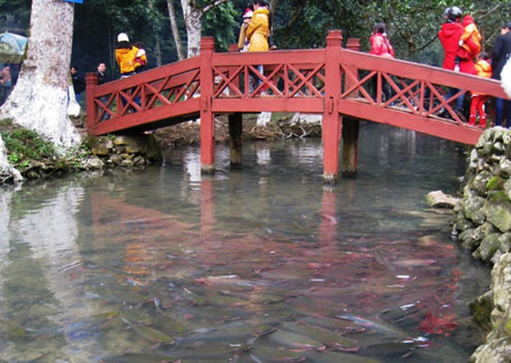 Suối cá lạ dưới chân núi Trường Sinh 1