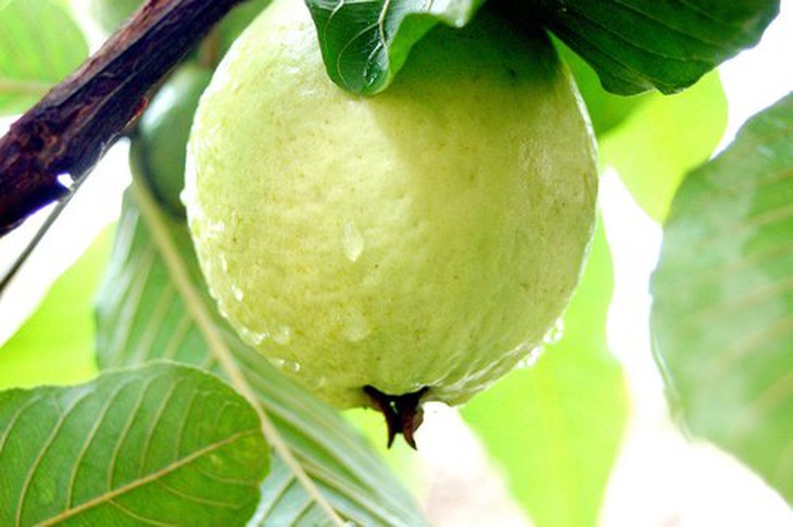 Chế độ ăn tốt cho người rối loạn tiêu hóa 1