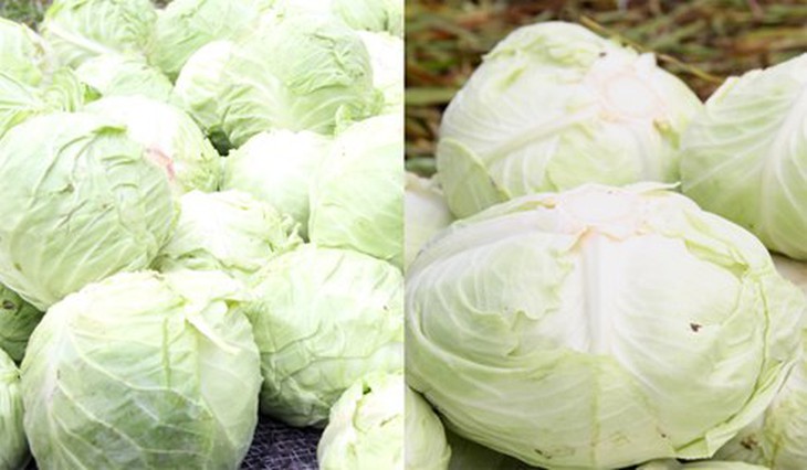 Nhận diện rau củ Trung Quốc  5