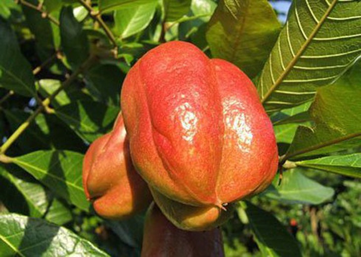 9 thực phẩm ngon miệng chết người 2