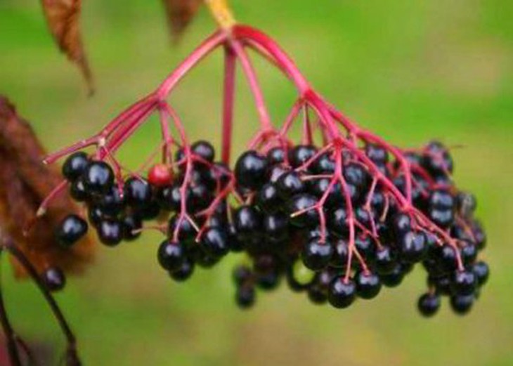 9 thực phẩm ngon miệng chết người 8