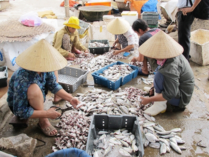 Tận thấy công nghệ chế biến cá khô bẩn 1