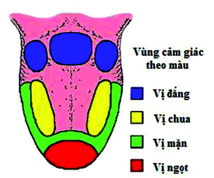 Sự tinh tế của vị giác 2