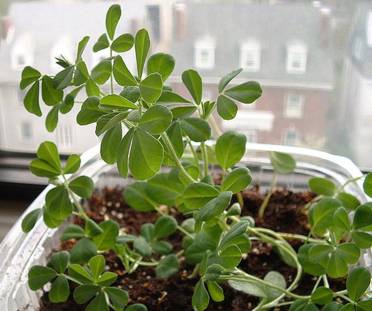 Bí quyết trị sẹo lồi do mụn trứng cá 5
