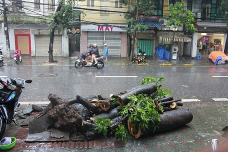 Hà Nội: Cây đổ ngang đường, một người tử vong 1