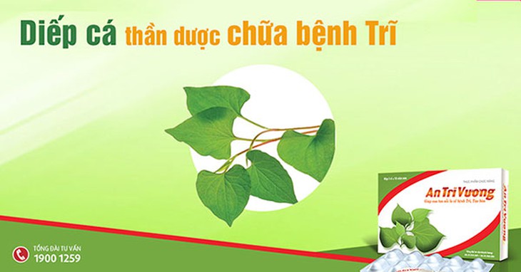 Rau Diếp cá - Thảo dược thiên nhiên điều trị bệnh Trị hiệu quả