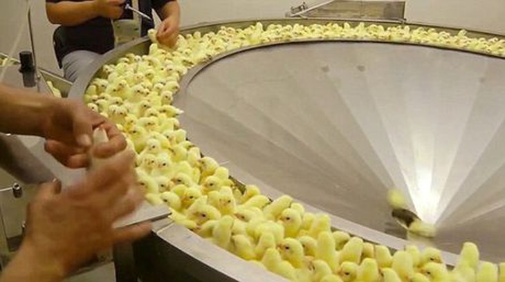 Đây là những hình ảnh ngành công nghiệp chăn nuôi thịt muốn che giấu với cả thế giới