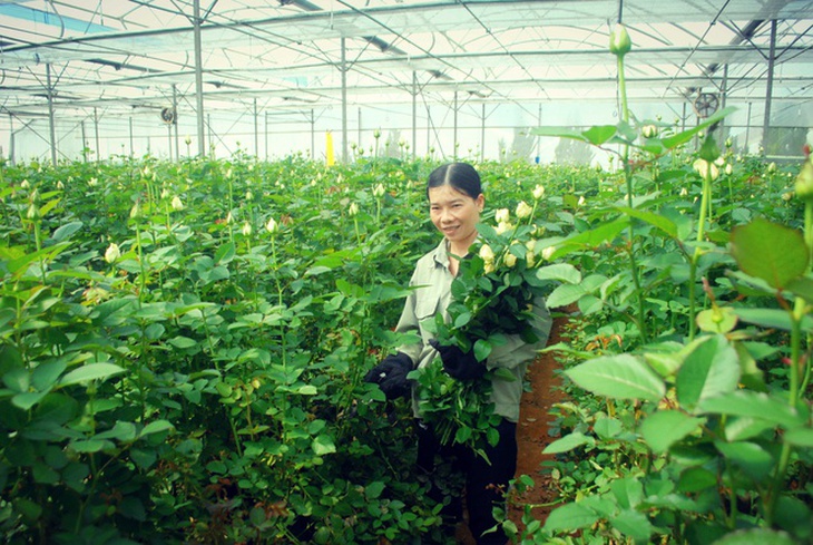 Hoa Da Lat tang gia manh truoc 20/10 hinh anh 1