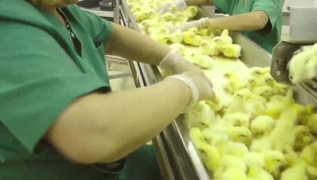 Đây là những hình ảnh ngành công nghiệp chăn nuôi thịt muốn che giấu với cả thế giới